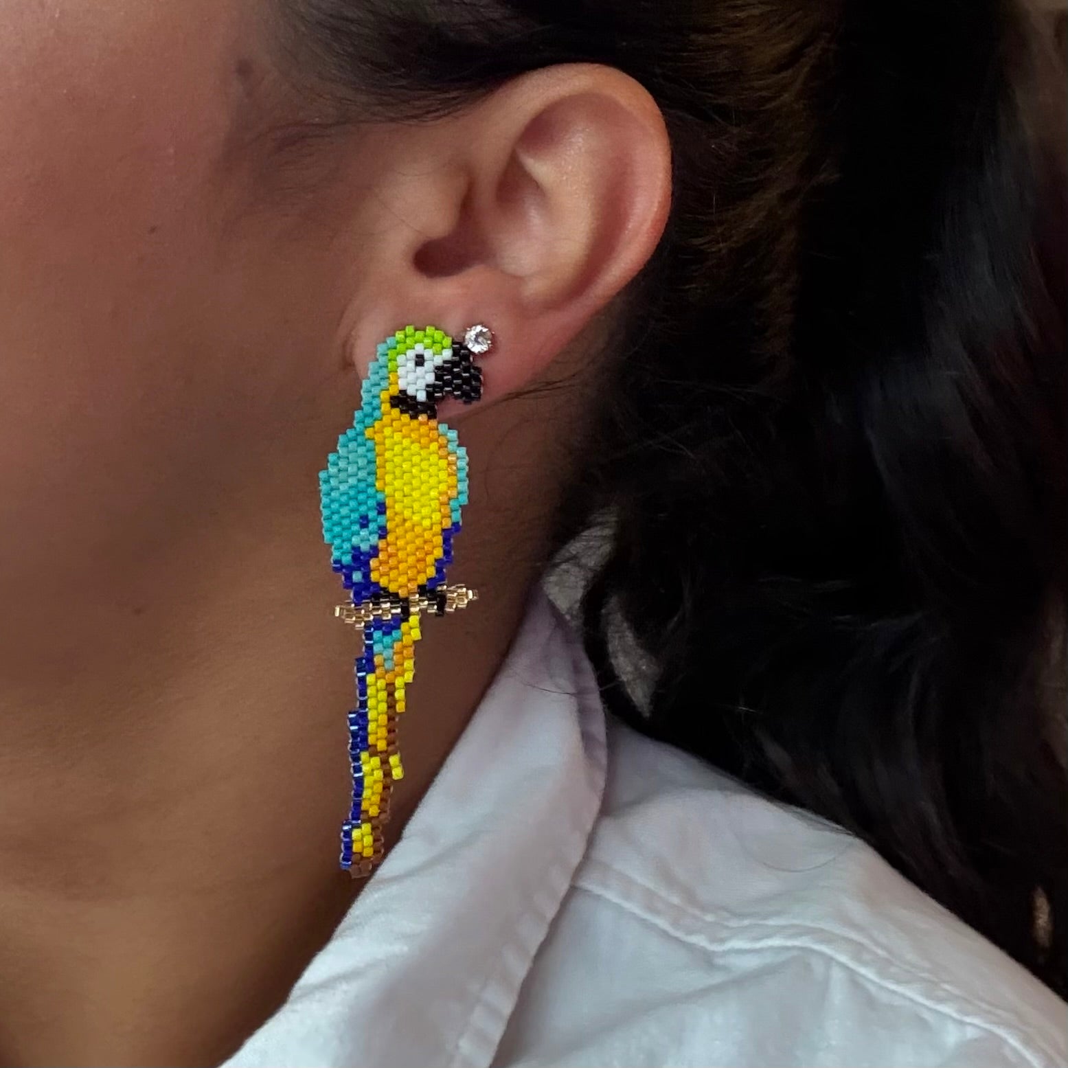 Blue and Yellow Macaw